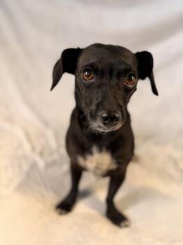 Mystery -  Dachshund and Chihuahua Dog for Adoption in Richmond, Texas - Mystery | PetCurious