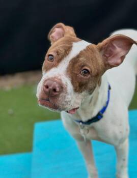 Mixed Breed Dogs Available for Adoption in Detroit, Michigan - Cookie Dough | PetCurious