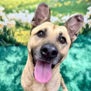 Darla -  German Shepherd Dog Dog for Adoption in Wichita, Kansas - Darla | PetCurious
