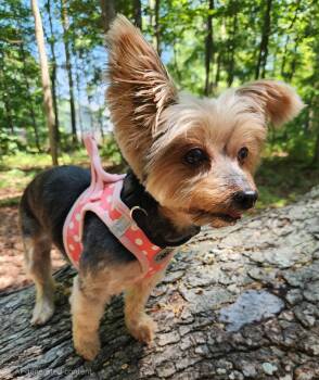 Ruthie -  Yorkshire Terrier Dog for Adoption in Pelzer, South Carolina - Ruthie | PetCurious