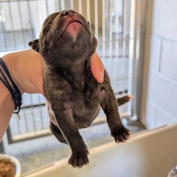 Mason -  Plott Hound and Mixed Breed Dog for Adoption in Buchanan Dam, Texas - Mason | PetCurious