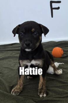Hattie -  Terrier and Hound Dog for Adoption in Irwin, Pennsylvania - Hattie | PetCurious