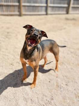 Mixed Breed Dogs Available for Adoption in Muskegon, Michigan - Tootsie | PetCurious