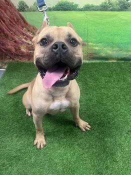 Rescue Terrier Dogs for Adoption in Euless, Texas - Simon | PetCurious