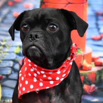 Peony -  Pug and Mixed Breed Dog for Adoption in San Francisco, California - Peony | PetCurious
