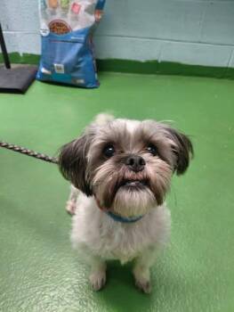 Shih Tzu Dogs Available for Adoption - Lil Bit: At The Shelter | PetCurious