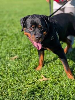 Lily -  Mixed Breed Dog for Adoption in Montreal, Quebec - Lily | PetCurious