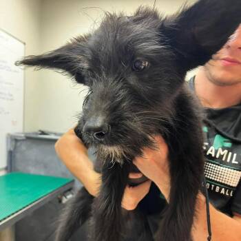 Nitro -  Mixed Breed and Black Labrador Retriever Dog for Adoption in Wichita, Kansas - Nitro | PetCurious