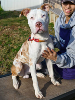 Rescue Mixed Breed Dogs for Adoption in Chamblee, Georgia - Fernando | PetCurious