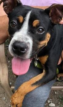 Rescue Mixed Breed Dogs for Adoption in Gary, Indiana - Lola | PetCurious