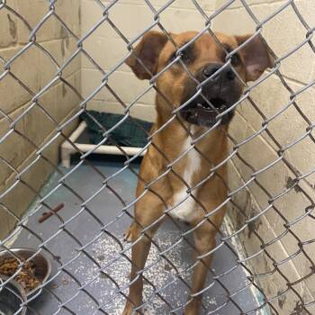 Rescue Mixed Breed Dogs for Adoption in Charleston, West Virginia - Mac | PetCurious