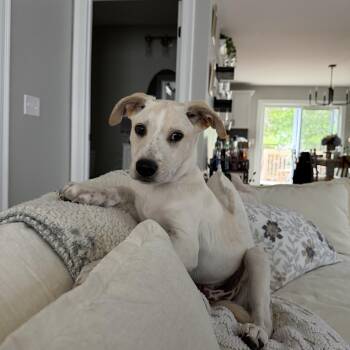 Nick -  Yellow Labrador Retriever Dog for Adoption in Plainfield, Connecticut - Nick | PetCurious