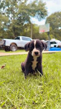 Koda -  Terrier Dog for Adoption in Tallahassee, Florida - Koda | PetCurious