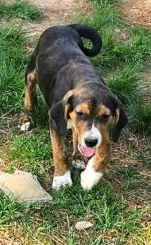 Hound Dogs Available for Adoption in South Kingstown, Rhode Island - Rambling Rose | PetCurious
