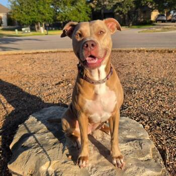Louise -  American Staffordshire Terrier Dog for Adoption in Austin, Texas - Louise | PetCurious
