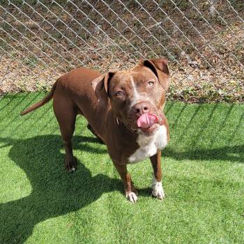 American Staffordshire Terrier Dogs Available for Adoption - Nora | PetCurious