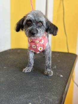 Standard Poodle Dogs Available for Adoption - KC | PetCurious