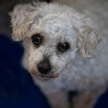 Poodle Dogs Available for Adoption in Peyton, Colorado - Paulette (AP26-92) | PetCurious