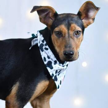 Misty -  Mixed Breed Dog for Adoption in Defuniak Springs, Florida - Misty | PetCurious