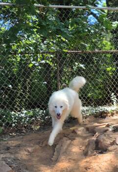Clara Mae -  Great Pyrenees Dog for Adoption in Thomasville, North Carolina - Clara Mae | PetCurious