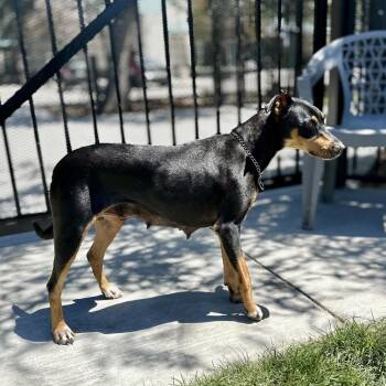 Glory - ECAS -  Doberman Pinscher and Mixed Breed Dog for Adoption in Pleasanton, California - Glory - ECAS | PetCurious