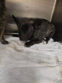 A779518 -  French Bulldog and Chihuahua Dog for Adoption in Rancho Cucamonga, California - A779518 | PetCurious