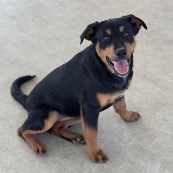 Rottweiler and Labrador Retriever Dogs Available for Adoption - Emma | PetCurious