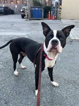 SCRAPPY -  Pit Bull Terrier and Mixed Breed Dog for Adoption in Boston, Massachusetts - SCRAPPY | PetCurious