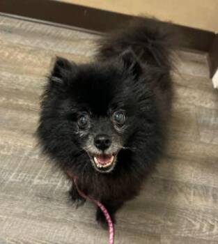 Jasmine Pom -  Pomeranian Dog for Adoption in Memphis, Tennessee - Jasmine Pom | PetCurious