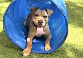 KOBE -  American Staffordshire Terrier and Mixed Breed Dog for Adoption in Fort Lauderdale, Florida - KOBE | PetCurious
