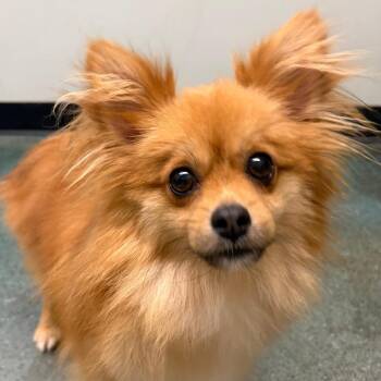 Pippino -  Pomeranian Dog for Adoption in St. Augustine, Florida - Pippino | PetCurious