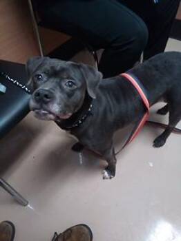 Snacks -  Mixed Breed Dog for Adoption in Chamblee, Georgia - Snacks | PetCurious