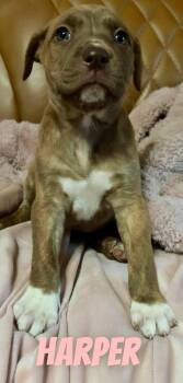 Pit Bull Terrier Dogs Available for Adoption - H Litter Harper | PetCurious