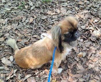 Aklilu BL14536-T -  Pekingese Dog for Adoption in Missouri City, Texas - Aklilu BL14536-T | PetCurious