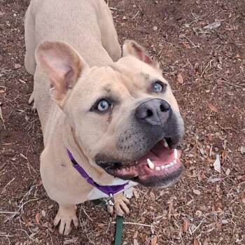 English Bulldog Dogs Available for Adoption in West Palm Beach, Florida - Ninja | PetCurious