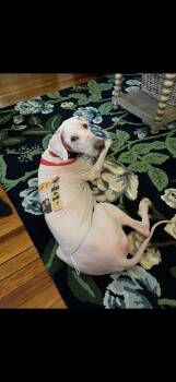 Mae -  Golden Retriever and Standard Poodle Dog for Adoption in Holly Springs, North Carolina - Mae | PetCurious
