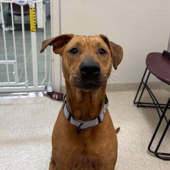 Myla -  Shar Pei and Shepherd Dog for Adoption - Myla | PetCurious