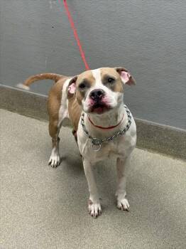 Rescue Pit Bull Terrier Dogs for Adoption in Las Vegas, Nevada - BUBBLES | PetCurious