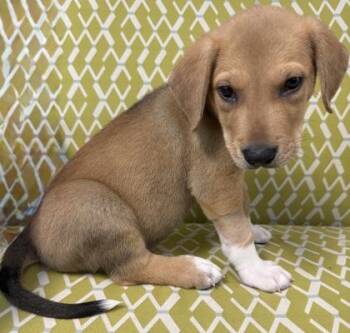 Alder -  Great Pyrenees and Mixed Breed Dog for Adoption in Lawrenceville, Georgia - Alder | PetCurious