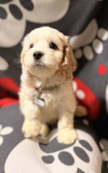 Holler -  Cocker Spaniel and Mixed Breed Dog for Adoption in Burlington, Wisconsin - Holler | PetCurious