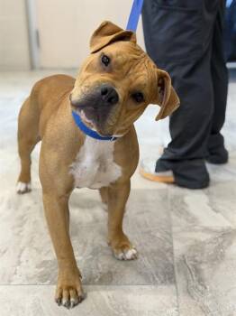 MEATBALL -  Shar Pei and American Staffordshire Terrier Dog for Adoption in Canfield, Ohio - MEATBALL | PetCurious