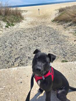 Pit Bull Terrier and American Staffordshire Terrier Dogs Available for Adoption in Oceanport, New Jersey - Norbert | PetCurious