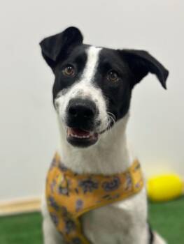 Border Collie and Labrador Retriever Dogs Available for Adoption in Carlsbad, California - Gretel-One Of Our Amazing Rescue Dogs | PetCurious