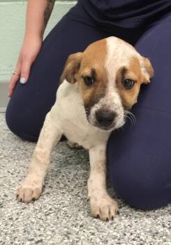 Terrier Dogs Available for Adoption in Athens, Tennessee - Roo | PetCurious