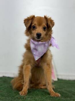 Enrique Diglesias-One of our Amazing Rescue Dogs -  Pomeranian and Chihuahua Dog for Adoption in Carlsbad, California - Enrique Diglesias-One Of Our Amazing Rescue Dogs | PetCurious