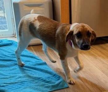 Beagle and Terrier Dogs Available for Adoption in Aurora, Illinois - Winnie | PetCurious