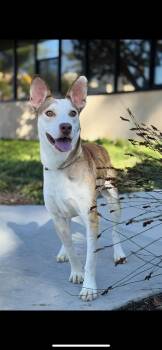 Terrier and Basenji Dogs Available for Adoption in New Haven, Connecticut - River | PetCurious