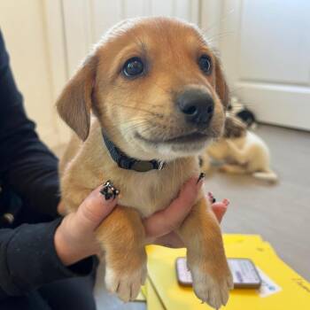 Australian Shepherd and Mixed Breed Dogs Available for Adoption in Boerne, Texas - Ernest | PetCurious