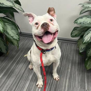 Butcher man -  Pit Bull Terrier Dog for Adoption in Chicago, Illinois - Butcher Man | PetCurious