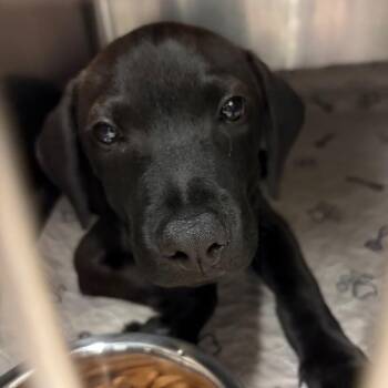 Jet -  Black Labrador Retriever Dog for Adoption in Lake Jackson, Texas - Jet | PetCurious